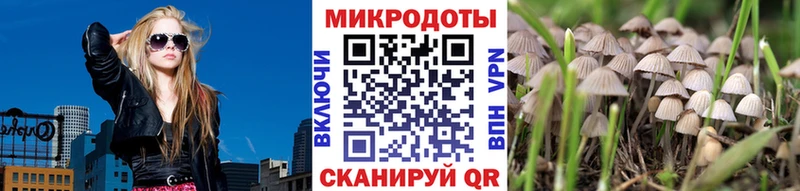 где можно купить наркотик  Гусев  даркнет как зайти  Галлюциногенные грибы Psilocybine cubensis 